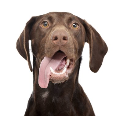 Bir çok güzel karışık doğurmak köpek, atış, stüdyo portresi üzerine beyaz izole.