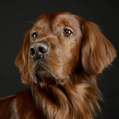 zarif İrlandalı setter portre karanlık Studio