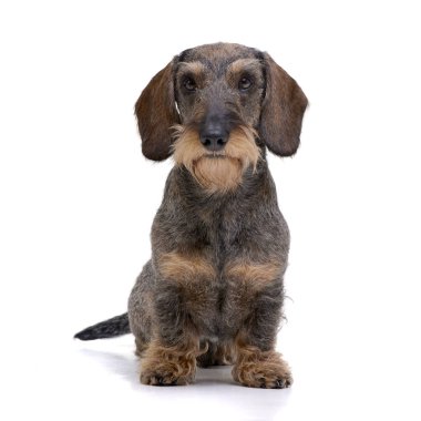 Beyaz arka plan üzerinde oturan sevimli bir Dachshund stüdyo çekim.