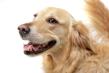 Bir çok güzel karışık doğurmak köpek, atış, stüdyo portresi üzerine beyaz izole.