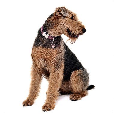 Airdale Terrier n bakıyorum şu beyaz bir stüdyo oturma