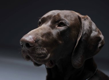 Karanlık bir photostudio Alman işaretçi dikey