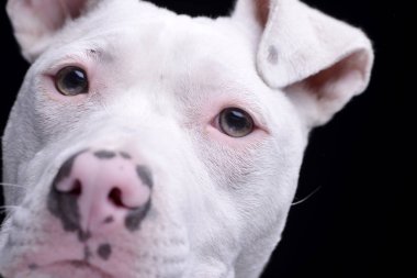 Siyah arka plan üzerine izole bir çok güzel karışık doğurmak köpek - yakın portresi.