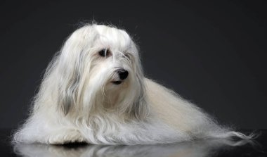 güzel shi tzu bir gri fotoğraf stüdyosunda rahatlatıcı