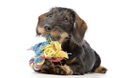 Çok güzel bir Dachshund renkli ip ile - studio vurdu, ödeme üzerinde beyaz izole.