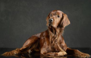 İngiliz seterim bir fotoğraf stüdyosunda rahatlatıcı