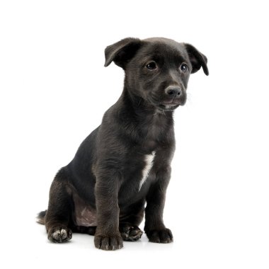 Beyaz arka plan üzerinde oturan bir şirin karışık doğurmak köpek köpek yavrusu doz stüdyo.