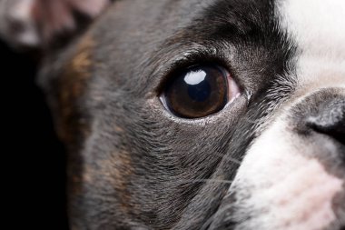 Bir adarable Boston terrier - atış, stüdyo portre siyah izole.