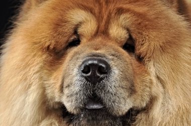 Bir fotoğraf stüdyosunda poz güzel chow chow