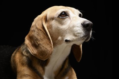 Çok güzel bir Beagle - atış, stüdyo portre siyah izole.