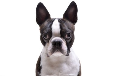 Portrait of an adorable Boston Terrier - isolated on white background. clipart