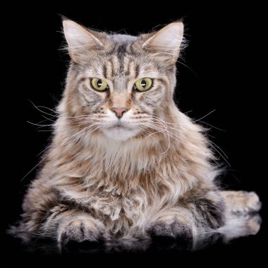 Bir sevimli tekir kedi siyah arka plan üzerine yalan stüdyo çekim.