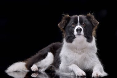 Bir çok güzel kenar kömür ocağı siyah arka plan üzerine yalan stüdyo çekim.
