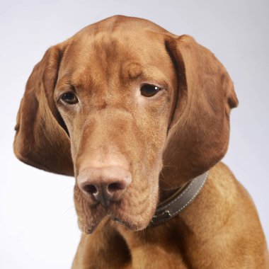  Macar vizsla aşağı bakıyor beyaz studio