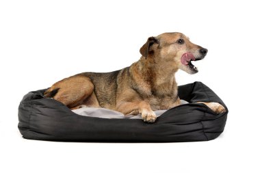 Bir yorgan - studio vurdu, yalan bir çok güzel karışık doğurmak köpek üzerinde beyaz izole.