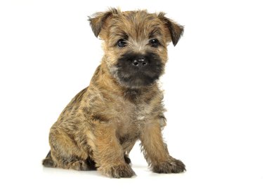 Köpek yavrusu cairn terrier katta oturan
