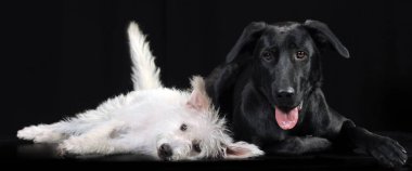 içinde karanlık bir photostudio yalan siyah beyaz karışık doğurmak köpek