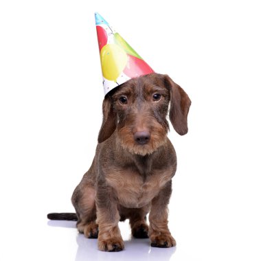 Sevimli bir Dachshund köpek komik kağıttan şapka - atış, stüdyo ile üzerine beyaz izole.