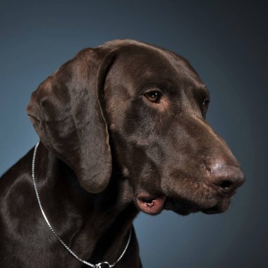 Karanlık bir photostudio Alman işaretçi dikey