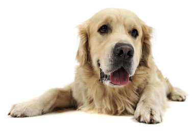 Bir arka planda beyaz stüdyo tatlı Golden Retriever
