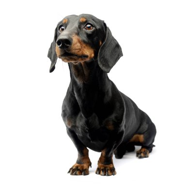 Çok güzel bir kısa saçlı Dachshund beyaz arka plan üzerinde oturan stüdyo çekim.