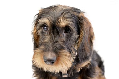 Çok güzel bir Dachshund - atış, stüdyo portresi üzerine beyaz izole.