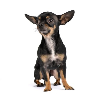 Stüdyo kadeh beyaz arka plan üzerinde oturan bir çok güzel kısa saçlı Chihuahua.