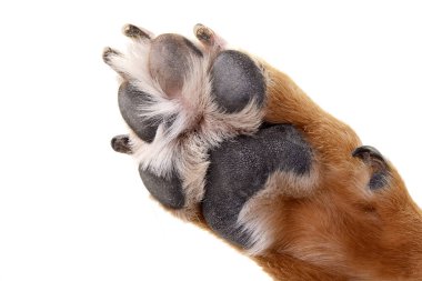 Close shot of an adorable Staffordshire Terrier's paw - studio shot, isolated on white. clipart