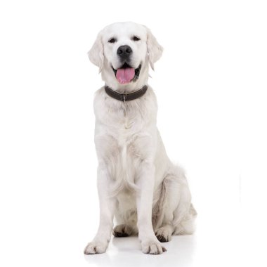Çok güzel bir Golden retriever beyaz arka plan üzerinde oturan stüdyo çekim.