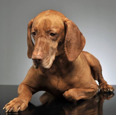 Photo studio poz güzel Macar vizsla