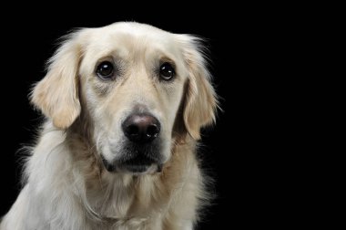 üzgün golden retriever portre siyah bir stüdyoda