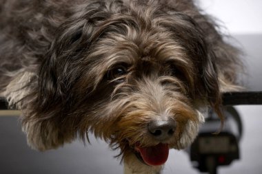 Bir çok güzel karışık doğurmak köpek - atış studio portresi.