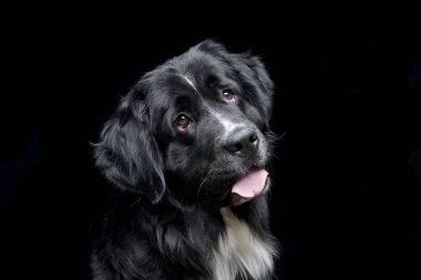 Çok güzel bir Newfoundland köpek - siyah arka plan üzerine izole portresi.