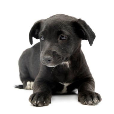 Beyaz arka plan üzerinde yalan bir şirin karışık doğurmak köpek köpek yavrusu doz stüdyo.