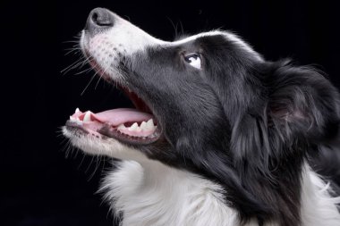 Çok güzel bir Border Collie - siyah arka plan üzerine izole portresi.