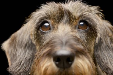 Çok güzel bir Dachshund, atış, stüdyo portre siyah izole.