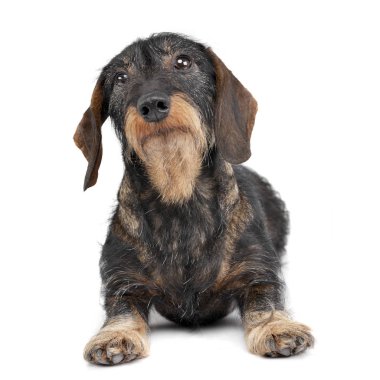Çok güzel bir Dachshund beyaz arka plan üzerinde yalan stüdyo çekim.