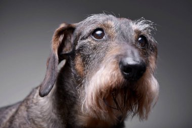Çok güzel bir Dachshund, atış, stüdyo portresi gri izole.