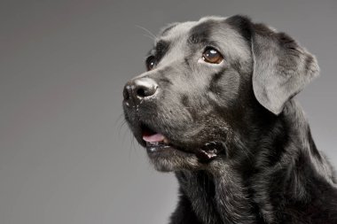 Portre sevimli bir Labrador Retriever - studio vurdu, gri izole.
