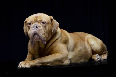 Çok güzel bir Dogue de Bordeaux siyah arka plan üzerine yalan stüdyo çekim.