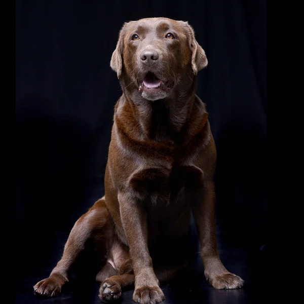 Estudio Adorable Labrador Retriever Sentado Sobre Fondo Negro —  Fotos de Stock