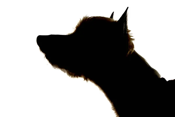 Silhouette Eines Entzückenden Yorkshire Terriers Studioaufnahme Isoliert Auf Weiß — Stockfoto