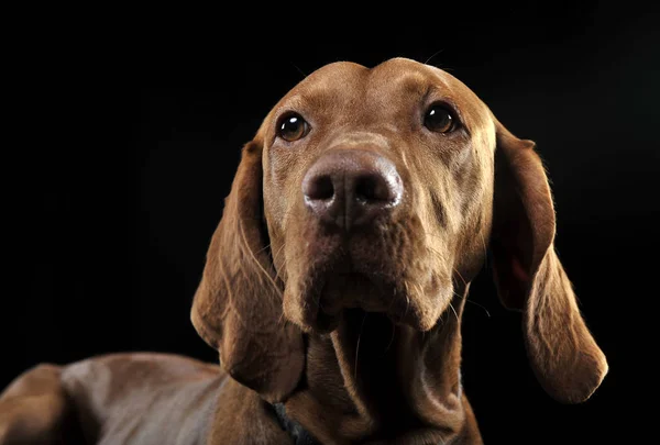 Hongaarse Vizsla Portret Zwarte Achtergrond — Stockfoto