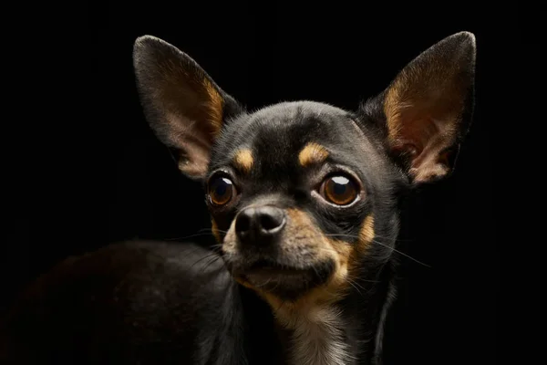 Studio Shot Adorable Short Haired Chihuahua Sitting White Background Stock Photo kisscsanad 237859376