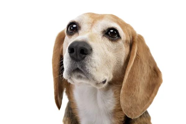 Retrato Adorable Beagle Plano Estudio Aislado Blanco — Foto de Stock
