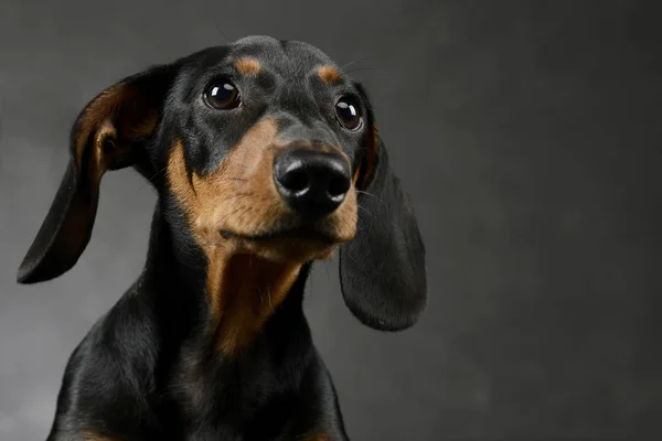 Προσωπογραφία Του Είδος Γερμανικού Κυνηγετικού Σκύλου Ένα Σκούρο Γκρι Στούντιο — Φωτογραφία Αρχείου