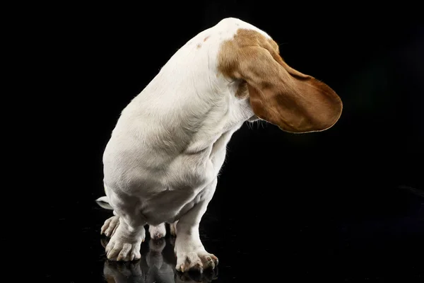 Estúdio Tiro Adorável Basset Cão Sentado Fundo Preto — Fotografia de Stock