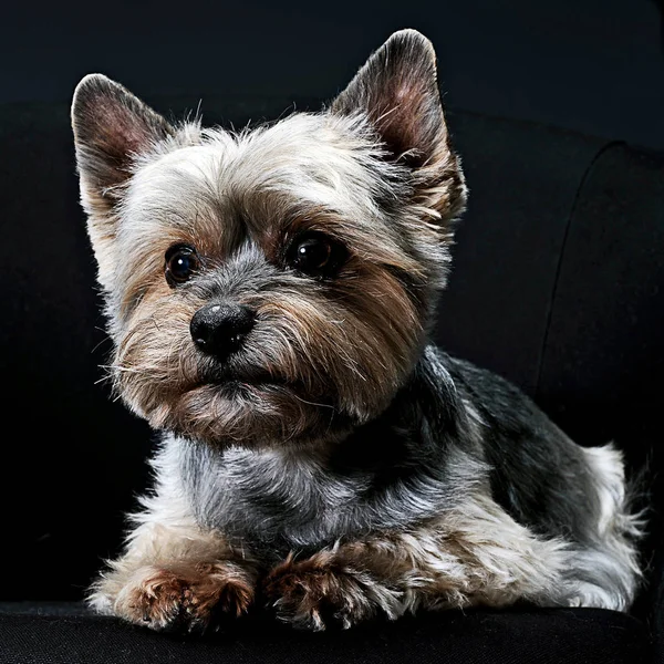 Yorkshire Terrier Portret Ciemnym Studio — Zdjęcie stockowe