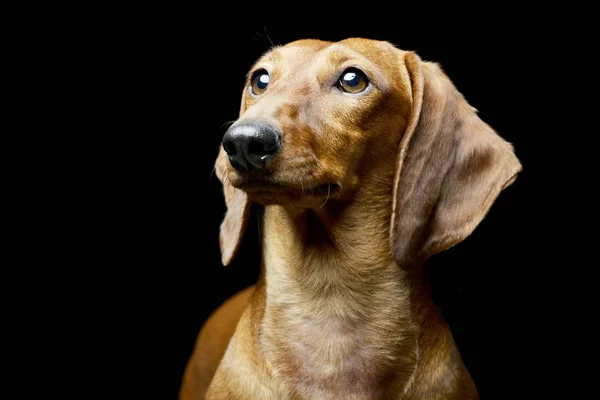 Portræt Yndig Gravhund Studie Skudt Isoleret Sort - Stock-foto