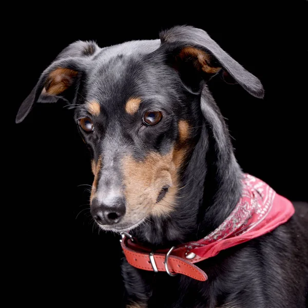Portræt Yndig Gravhund Isoleret Sort Baggrund - Stock-foto